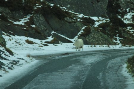 ovelha parada no meio da estrada olhando pra camera numa montanha com neve e marcas na estrada no interior do pais de gales, reino unido.