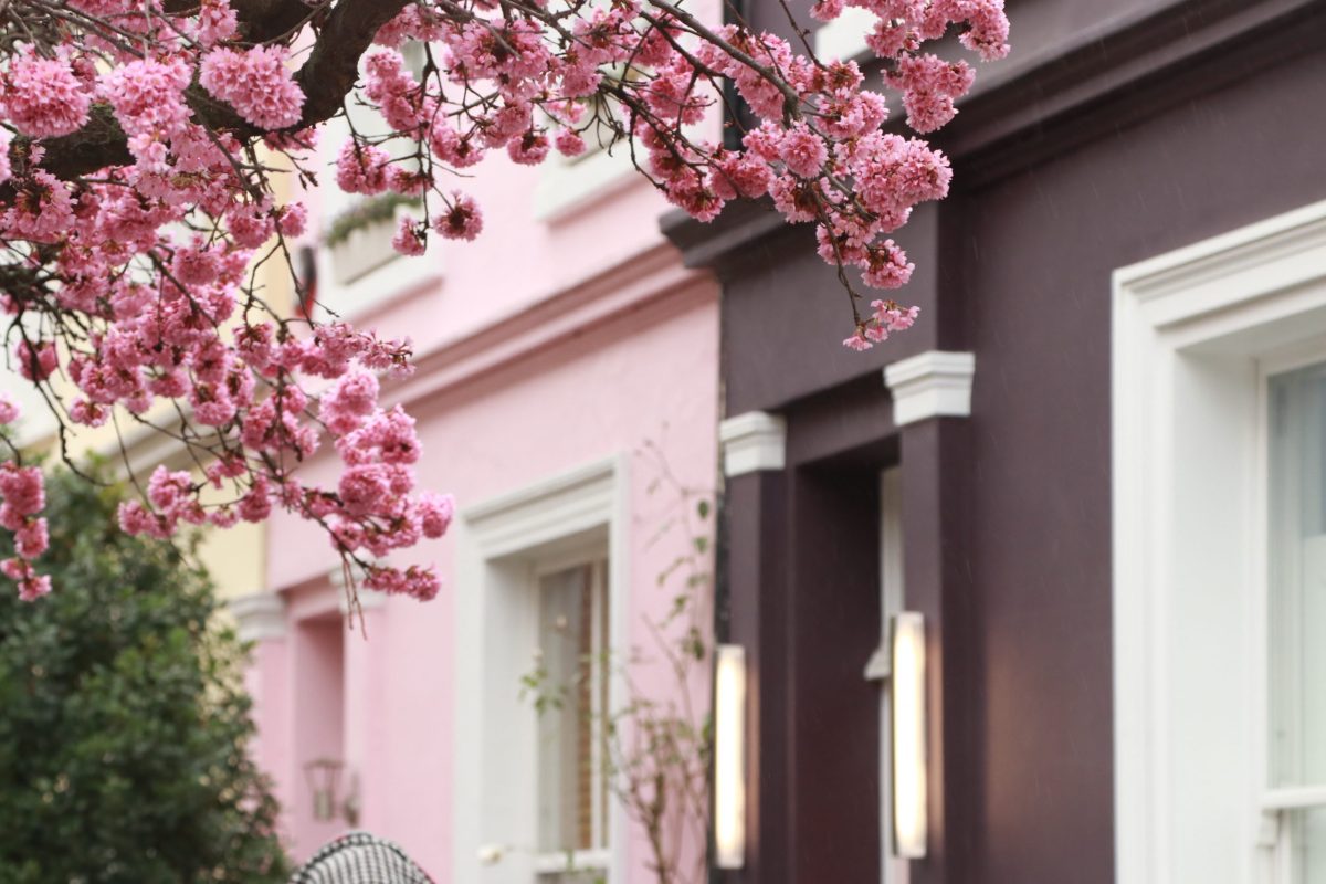 Galhos de cerejeira em flor diante de casas coloridas em Notting Hill, Londres.