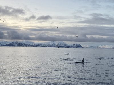 orcas na superficie com passaros sobrevoando e montanhas com neve ao fundo, em passeio de barco no norte da noruega