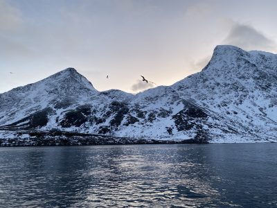 passaros voando sob a agua em frente a uma montanha com neve e o sol se pondo ao fundo num passeio de barco no norte da noruega