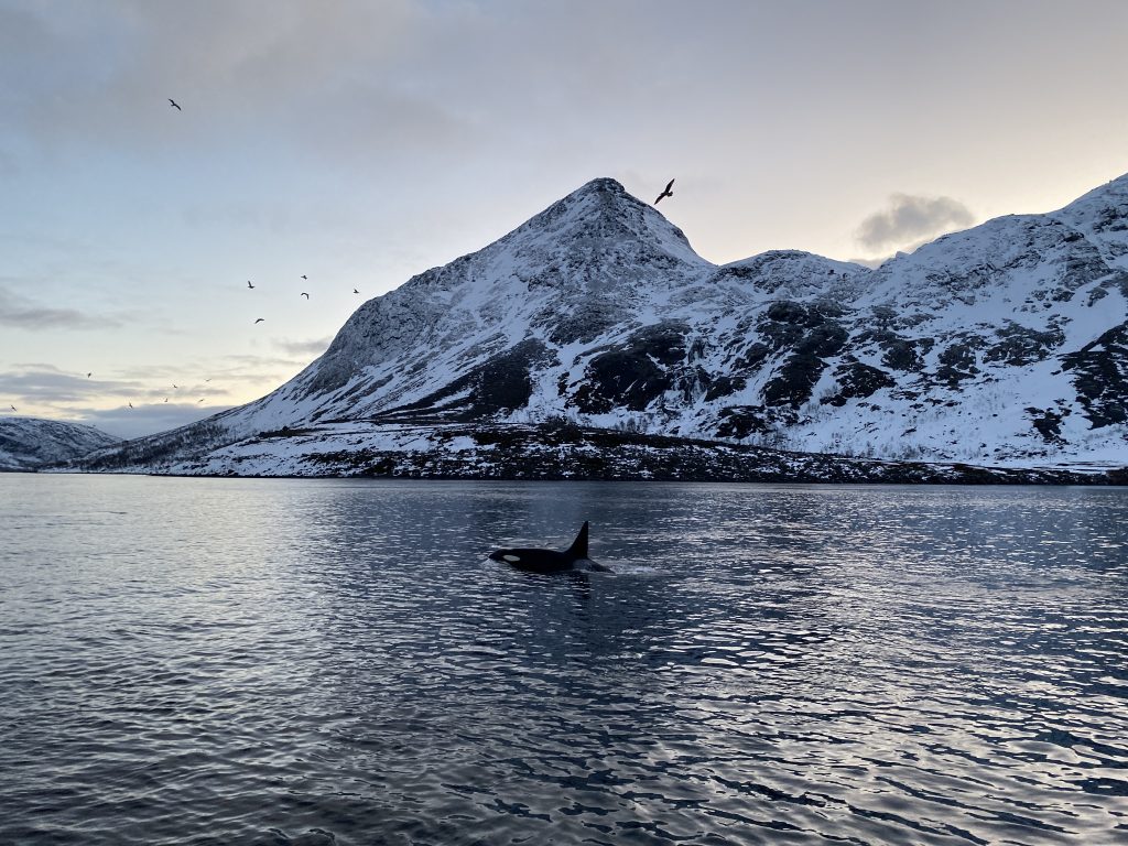 Noruega com Aurora Boreal, neve e orcas