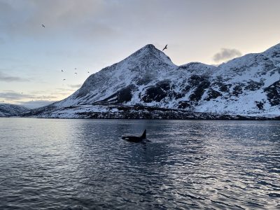 orcas nadando no mar do norte com montanha nevada e sol se pondo em passeio no norte da noruega