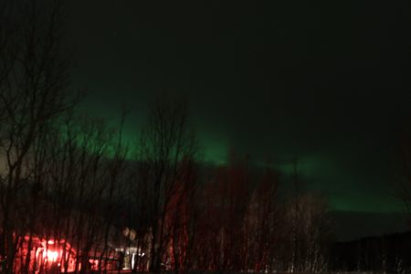 aurora boreal no meio das árvores no norte da noruega